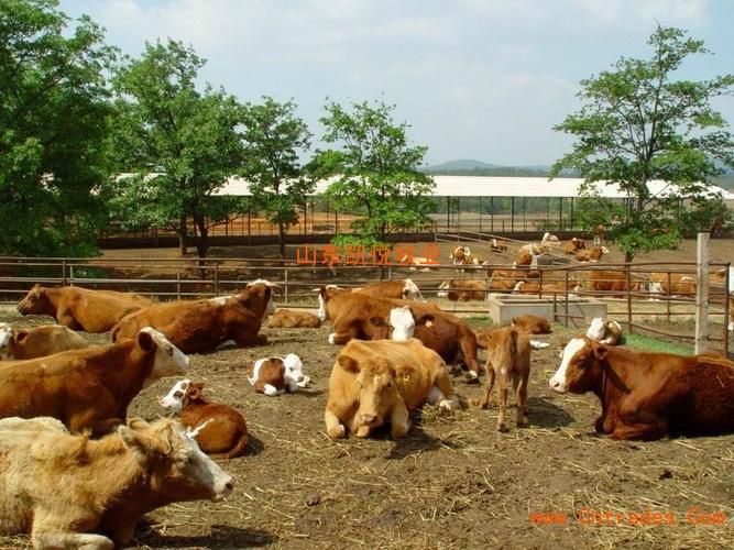 广西养牛基地-广西养牛场-广西肉牛养殖场