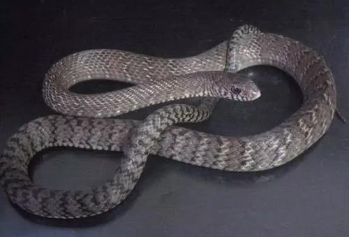 南蛇后两种广东人常称为饭铲头一条逾呎长黑色有毒饭铲头昨晚近10时