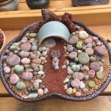 生石花
