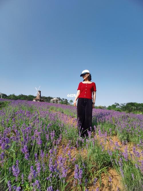 南京薰衣草庄园,能逛一整天值回票价_庄园_大塘金香草