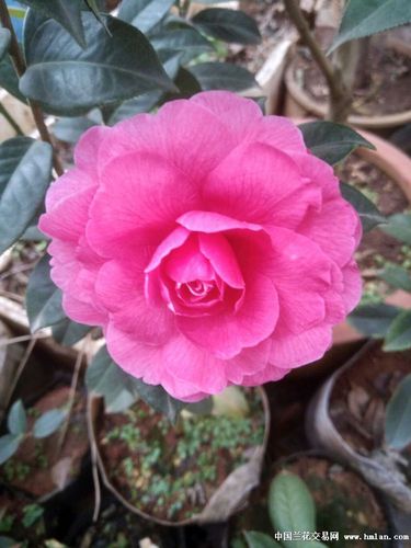 锦袍红-茶花篇-中国兰花交易网社区