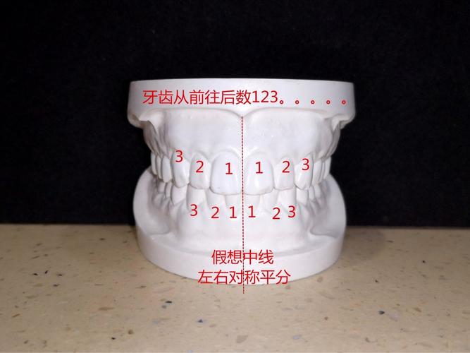 正常的咬合是什么?图1-2是电脑刻板的标准模型.咬_圈子-新氧美容整形