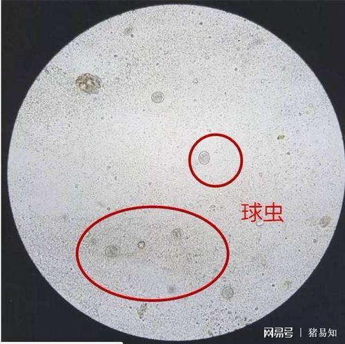 母猪进入产床前也要"洗澡",清洗母猪体表皮肤球虫卵,同时可以在母猪