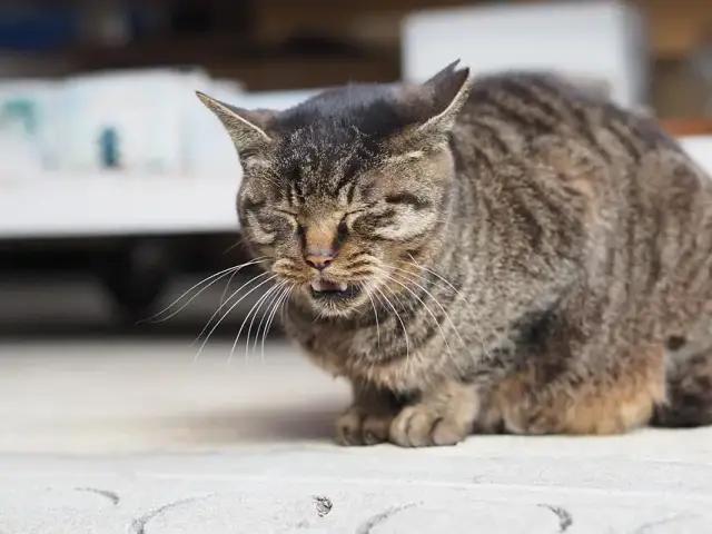 猫咪大口喘气不一定是小事,千万不要掉以轻心