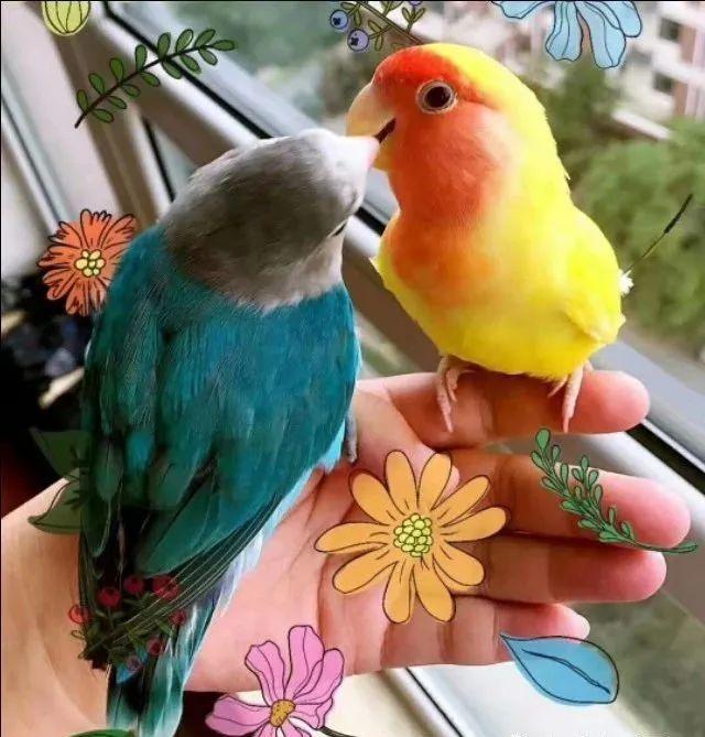 牡丹分两类,头类鹦鹉(禁止)和面类鹦鹉,面类鹦鹉不分品种都能饲养