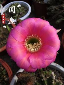 圆盘开花大球席克氏彩草丽花毛花柱多肉植物老桩美花仙人球开花球