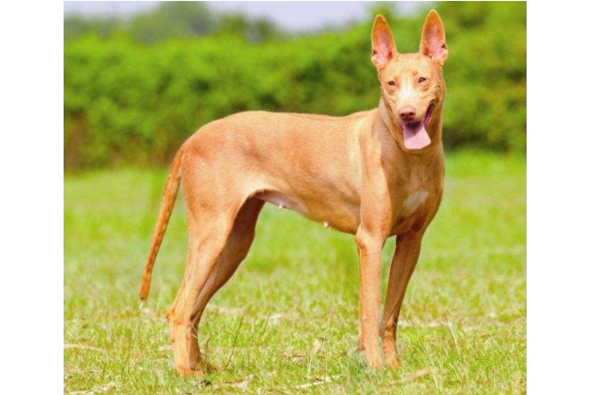 全球十大猎犬排行榜比特犬最凶猛牧羊犬最聪明