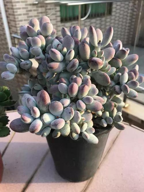 5种高颜值多肉,粉扑水灵,是肉中白富美