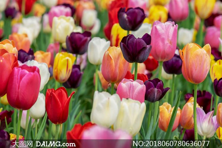 多种颜色的郁金香花卉植物高清图片