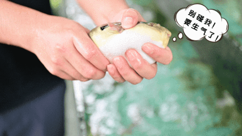 容易气成球的河豚鱼能刺身过桥椒盐我猜你没吃过