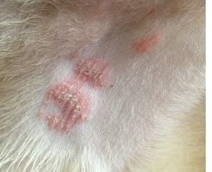 狗螨虫会一颗一颗长吗