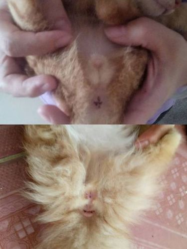 如图,上面是公猫, 5 已赞过 已踩过   你对