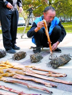 俩外地人半月捕杀85只黄鼠狼