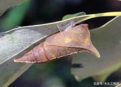 玉带凤蝶的蛹
