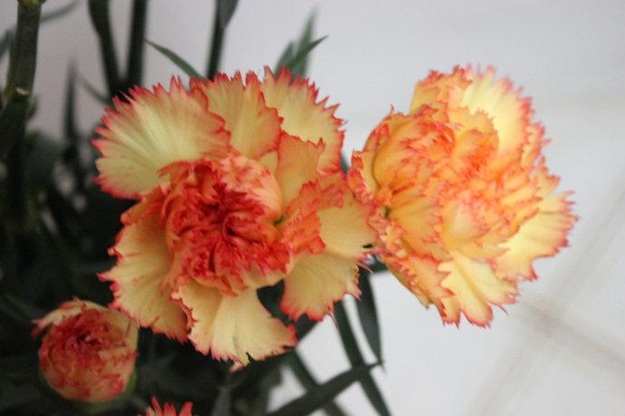 康乃馨,美丽的母亲花