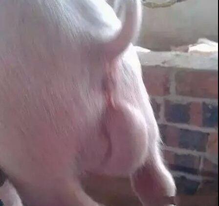 哺乳仔猪  特殊情况:像下图情况的仔猪,毕竟在猪场只是少数,按照阴囊