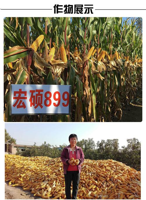 宏硕899 杂交型玉米种子(加强型)6800粒/袋 出籽率高