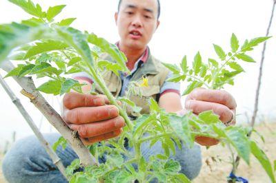 番茄如何进行打杈,掐尖,疏花疏果,打老叶?