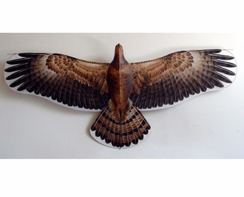 《盘鹰的乐趣》