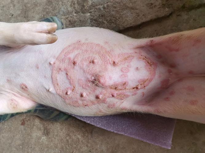 保育猪皮肤病,像癣病一样,不像是猪丹毒.