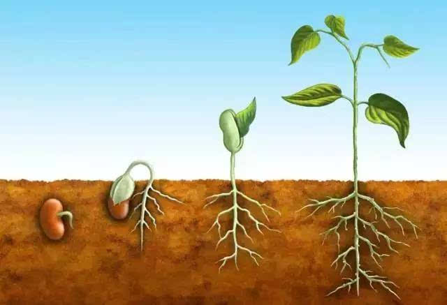 营养液对植物生长的作用手抄报 营养手抄报