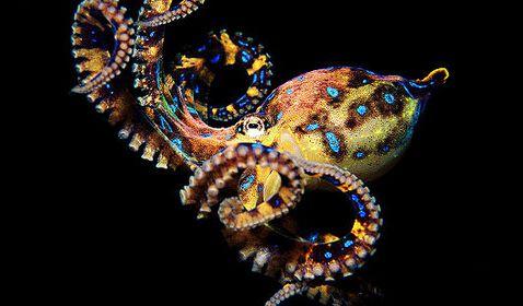 最柔软的精灵&mdash;蓝环章鱼