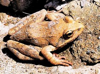 图文:天津八仙山惊现金色青蛙 十分罕见