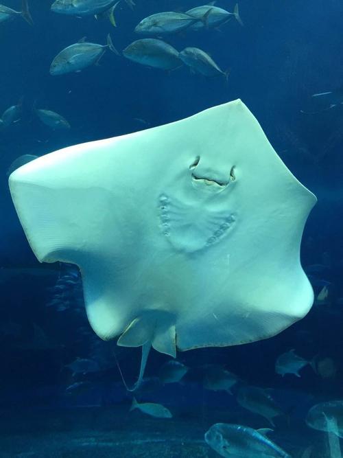 展开全部 某种蝠鲼,一般也叫做魔鬼鱼.