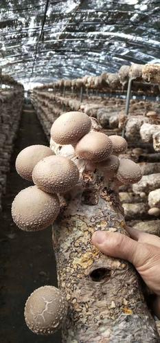 香菇菌种高产优质香菇菌棒拉回家就出菇