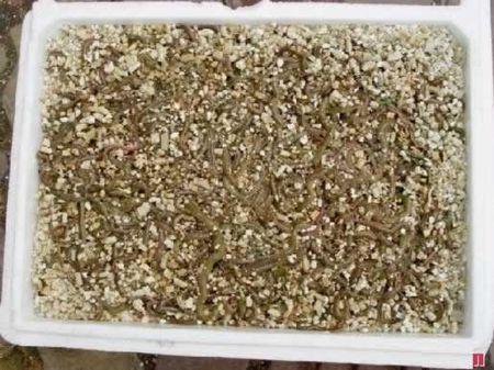 蚯蚓的幼虫是什么样子的