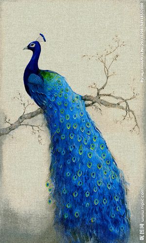 孔雀画设计图__绘画书法_文化艺术_设计图库_昵图网.