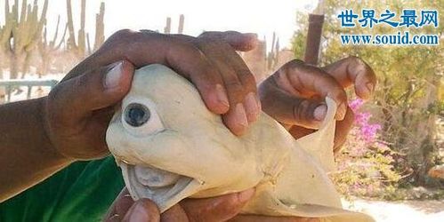 世界上最罕见的动物真实存在的六角恐龙萌翻了