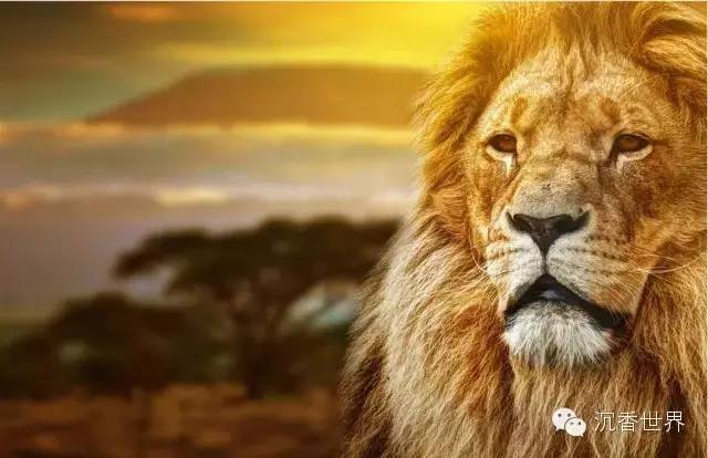 你若是狮子,何须炫耀_搜狐搞笑_搜狐网