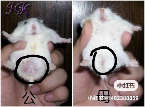 仓鼠要怎么分辨公母?快来看一下吧!_仓鼠_宠物_狗