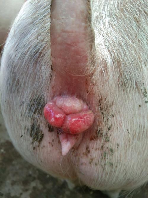 保育猪肛门后红肿,以为是肛门脱落.后细看不是