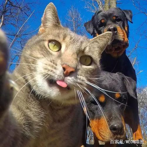 一只沉迷于自拍无法自拔的猫,和它的两只傻狗朋友