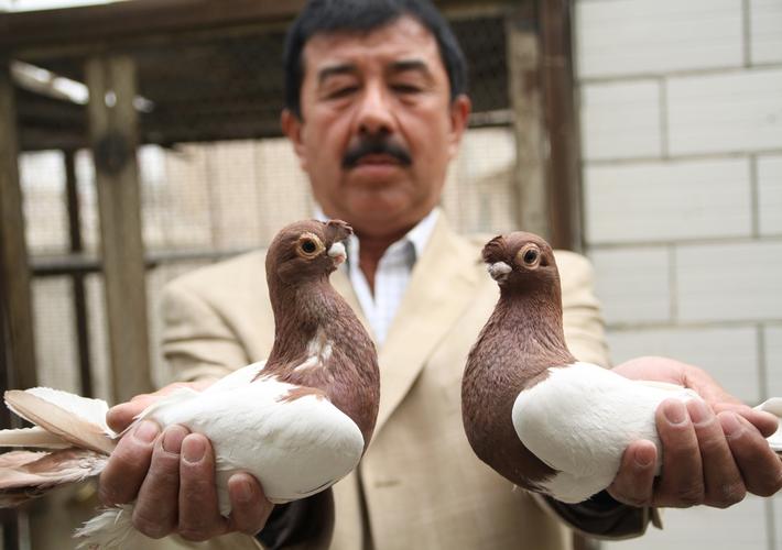 34 - 新疆巴音郭楞观赏鸽协会