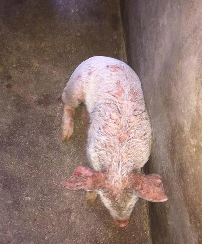 首先在肛门和眼睛周围,耳廓及腹部等无被毛处皮肤上出现红斑,发生3-4