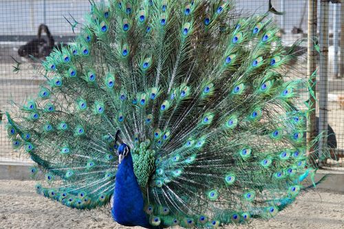 孔雀属鸡形目,雉科.又名越鸟,南客.