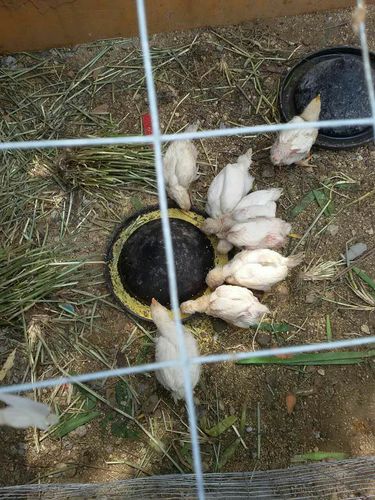 东方明珠幼儿园豆豆二班养殖区饲养观察活动