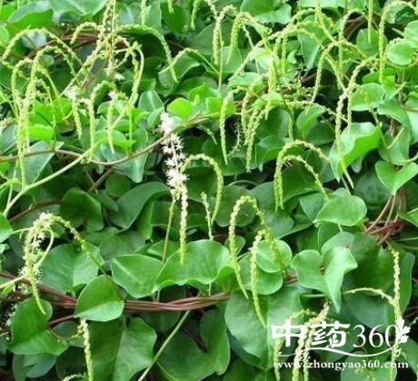 藤三七的功效 藤三七消肿散瘀治腰膝痹痛