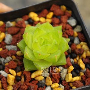 水莲多肉植物