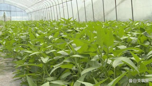 空心菜的最佳种植