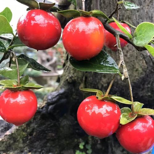 461号~480号四川金弹子盆景 1号血红果 果子大而亮