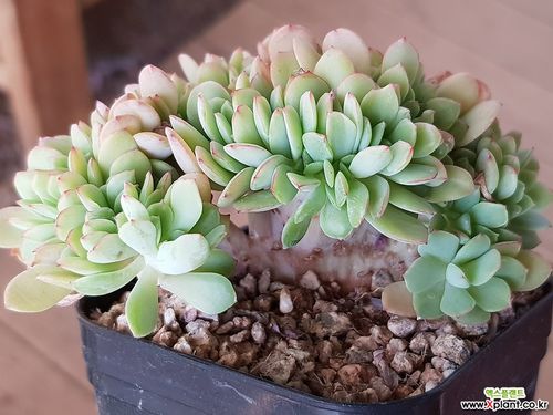 柠檬酸橙缀化56 多肉植物