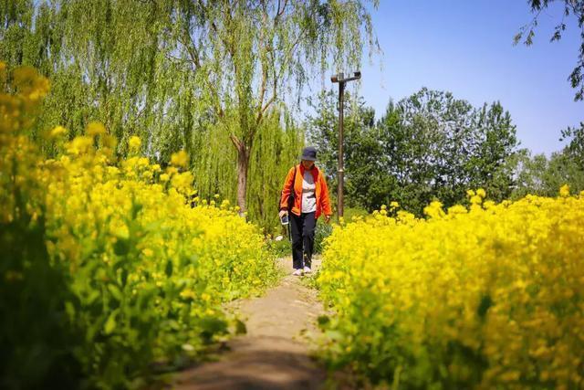 颐和园旁这片油菜花海,美爆了!