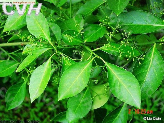 鬼箭羽提取物201鬼箭羽粉卫矛提取物市场