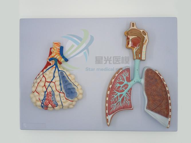 锈医模呼吸系统模型人体本人体解剖医疗器材肺部鼻咽喉浮雕