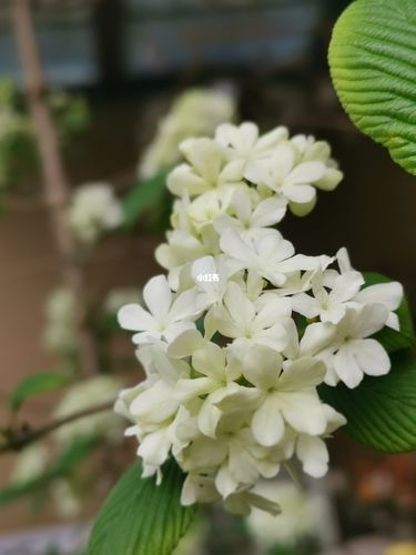 中华木绣球之麻球_中华木绣球_家居家装_家居装饰