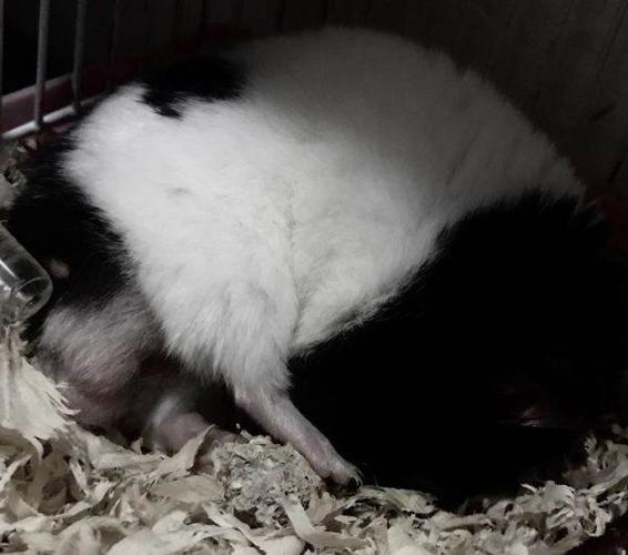 两只奶牛仓鼠,东西齐全,很可爱,转让